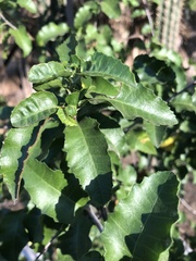Schinus latifolia