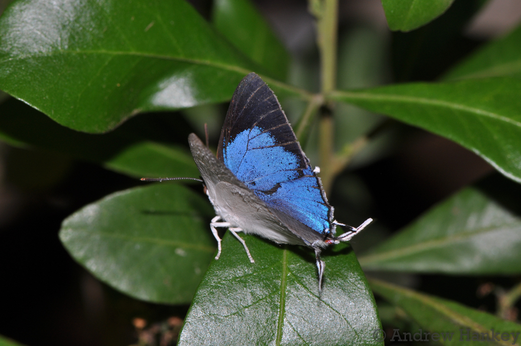 Trimen's Sapphire