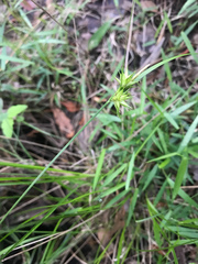 Carex elliottii