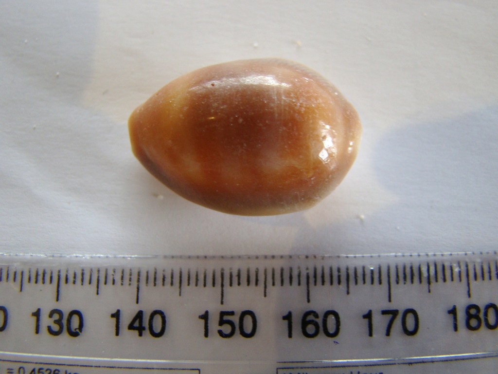Schilder's Cowry