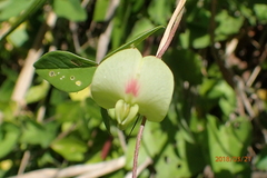 Macrotyloma axillare
