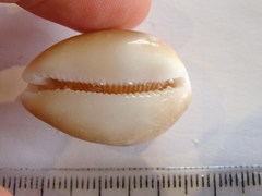 Lyncina schilderorum