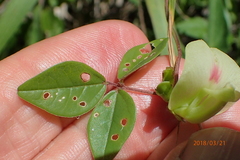 Macrotyloma axillare