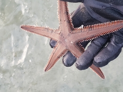 Astropecten duplicatus