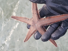 Astropecten duplicatus