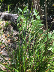 Carex dasycarpa