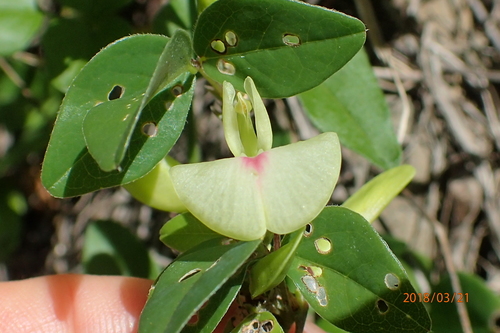 Image of Macrotyloma axillare by no rights reserved