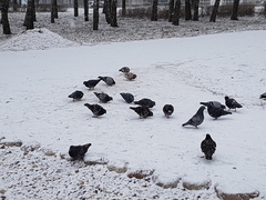 Columba livia domestica