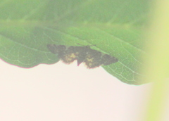 Anageshna
