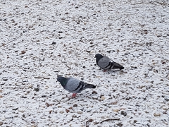 Columba livia domestica