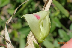 Macrotyloma axillare