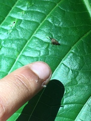 Insecta