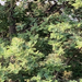 photo of Silver Wattle (Acacia dealbata)