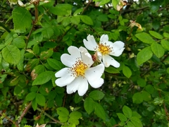 Rosa arvensis