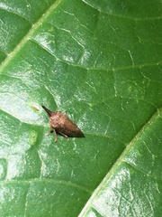 Insecta