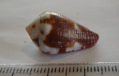 Conus coffeae