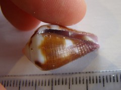 Conus coffeae