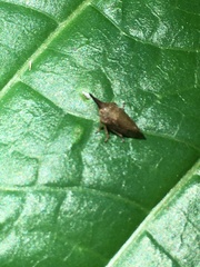 Insecta