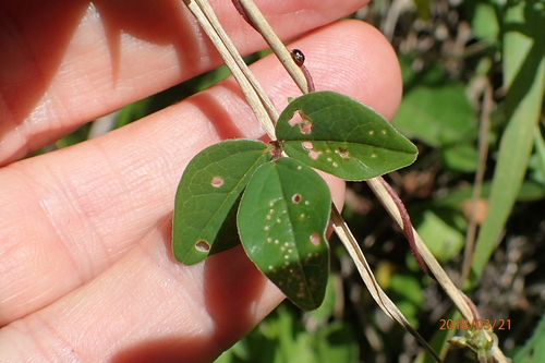 Image of Macrotyloma axillare by no rights reserved
