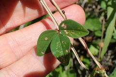 Macrotyloma axillare