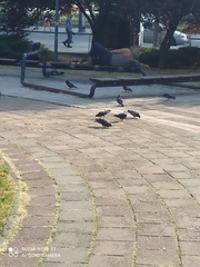 Columba livia domestica