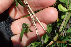 Macrotyloma axillare