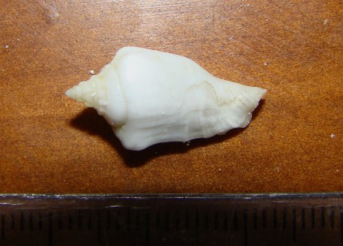 Maculastrombus mutabilis