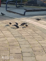 Columba livia domestica