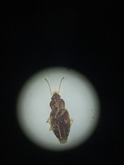 Elaphropus