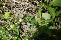 Macrotyloma axillare