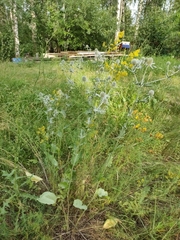 Eryngium planum
