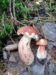 Boletus subcaerulescens
