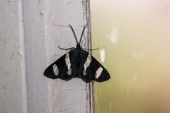 Pitthea trifasciata