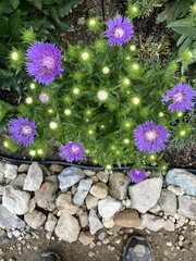 Stokesia
