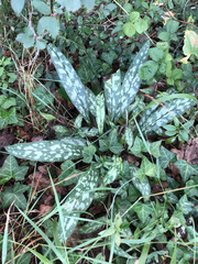 Pulmonaria longifolia