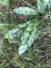 Pulmonaria longifolia