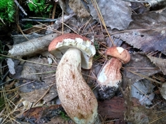 Boletus subcaerulescens