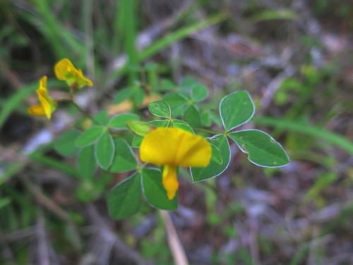 Image of Argyrolobium tomentosum by no rights reserved