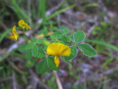 Argyrolobium tomentosum