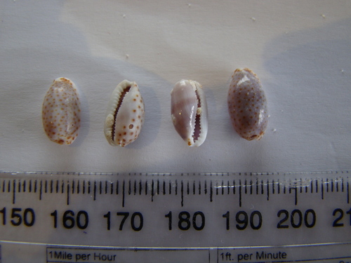 Naria irrorata