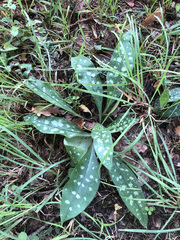 Pulmonaria longifolia