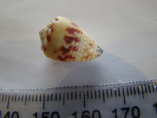 Conus sponsalis
