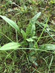 Pulmonaria longifolia
