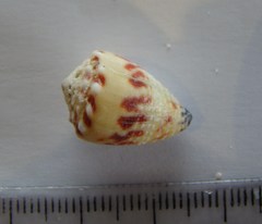 Conus sponsalis
