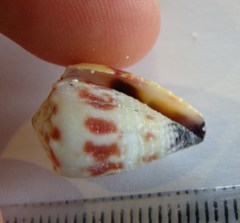 Conus sponsalis