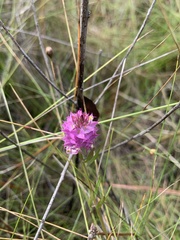 Polygala cruciata