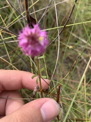 Polygala cruciata