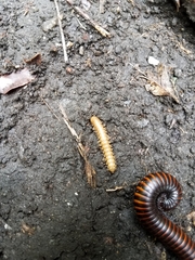 Diplopoda