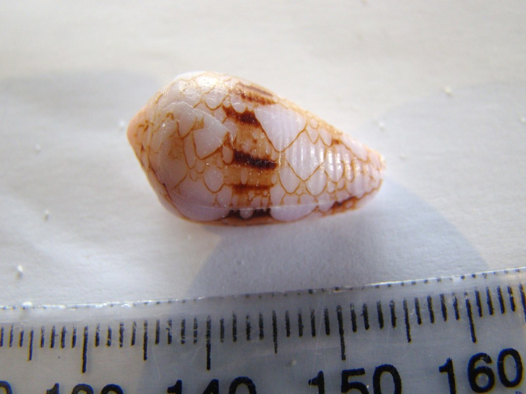 Netted cone