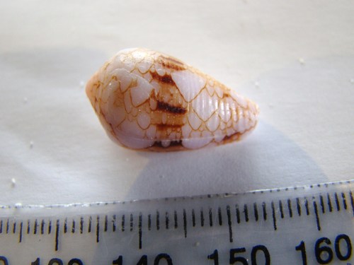 Conus retifer
